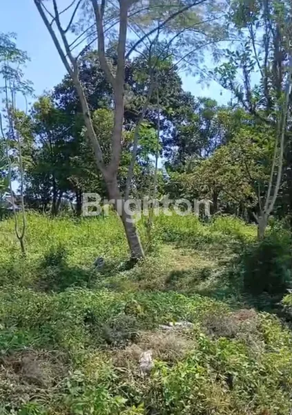 TANAH HOOK TEMBUS 2 JALAN LANGKA KUPANG DUKUH AMBARAWA SEMARANG