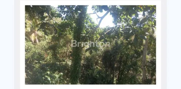 image UBUD BALI, TANAH 3000M2   (3)