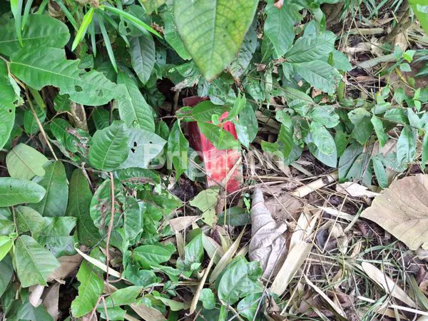 image DI JUAL TANAH LOKASI STRATEGIS GIANYAR (3)