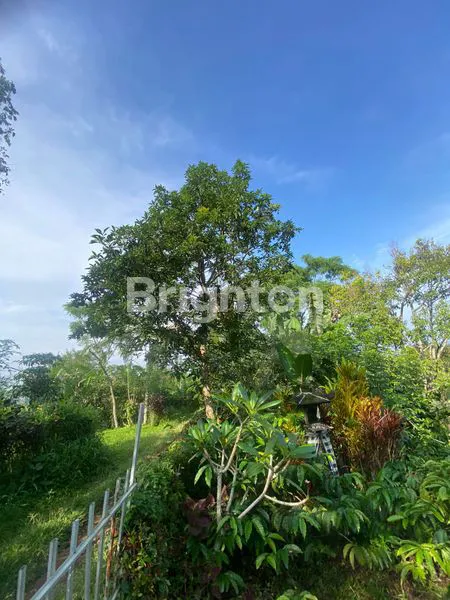 image TANAH PERKEBUNAN KOPI PRODUKTIF DI TABANAN BALI (2)