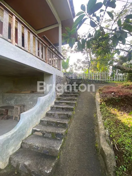 image TANAH PERKEBUNAN KOPI PRODUKTIF DI TABANAN BALI (5)