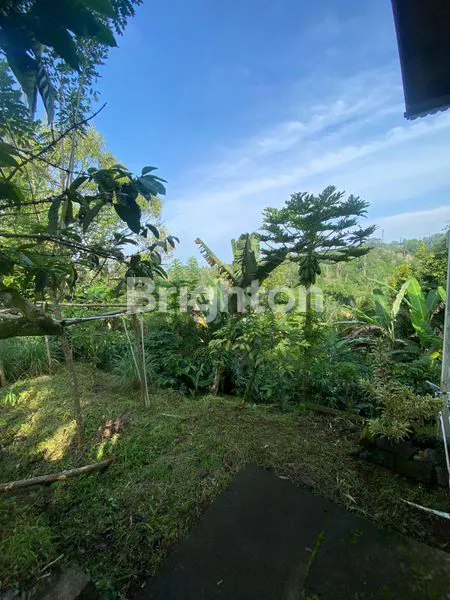 image TANAH PERKEBUNAN KOPI PRODUKTIF DI TABANAN BALI (8)