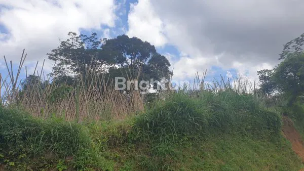 image TANAH SELUAS 2292 M2 DIAPIT DUA GUNUNG  DI DAERAH SEJUK KETINGGIAN 800 M COCOK UNTUK VILLA, AREA WISATA, INVESTASI, BERCOCOK TANAM.LOKASINYA SANGAT STRATEGIS. AREA POTENSIAL .BOGOR JAWA BARAT. (3)