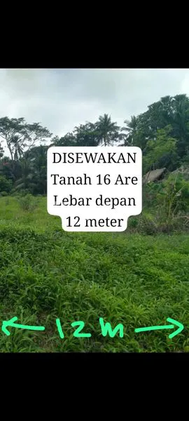 image DISEWAKAN TANAH PREMIUM 16 ARE SAMPING JALAN BESAR PENEBEL  (2)