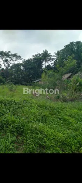 image DISEWAKAN TANAH PREMIUM 16 ARE SAMPING JALAN BESAR PENEBEL  (3)