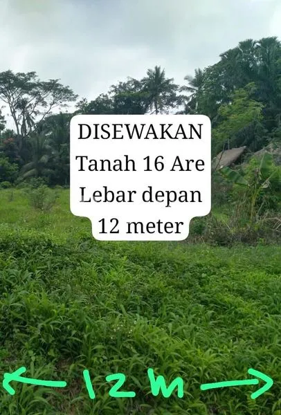 image DISEWAKAN TANAH PREMIUN 16 ARE DI SAMPING JALAN RAYA PENEBEL (2)