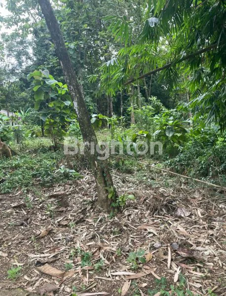 image TANAH STRATEGIS COCOK UNTUK INVESTASI, HUNIAN & USAHA (2)