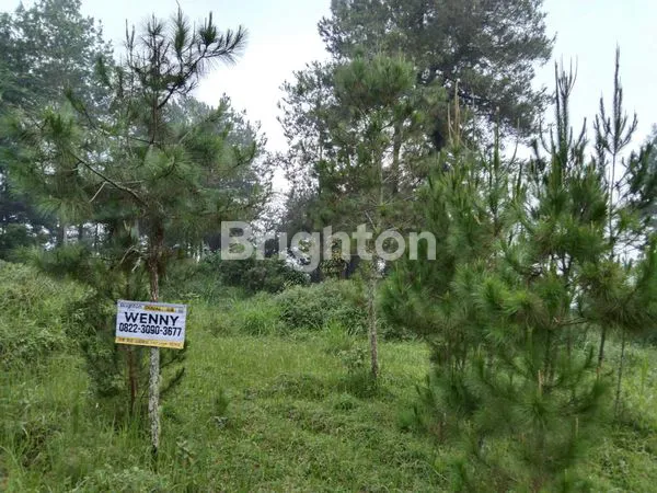 image PEGUNUNGAN COCOK UNTUK VILLA, TEMPAT HEALING, MEDITASI  (3)