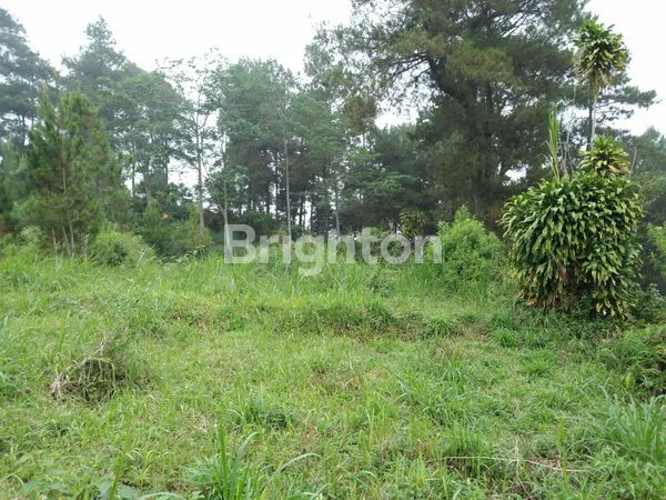 image PEGUNUNGAN COCOK UNTUK VILLA, TEMPAT HEALING, MEDITASI  (6)