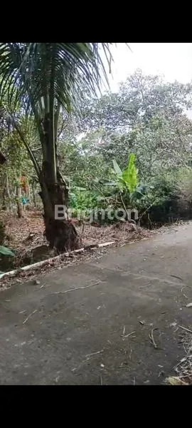 image JUAL TANAH BANDUNGAN MURAH  (3)