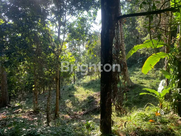 DI JUAL TANAH DI PUNCAK RANGDA TABANAN