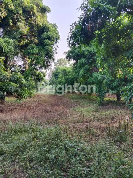 image KEBUN MANGGA, VILLA DAN CAFE DI MAJALENGKA  (6)