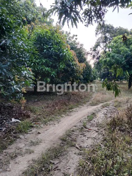 image TANAH KEBUN, VILLA DAN KAFE DI MAJALENGKA (3)