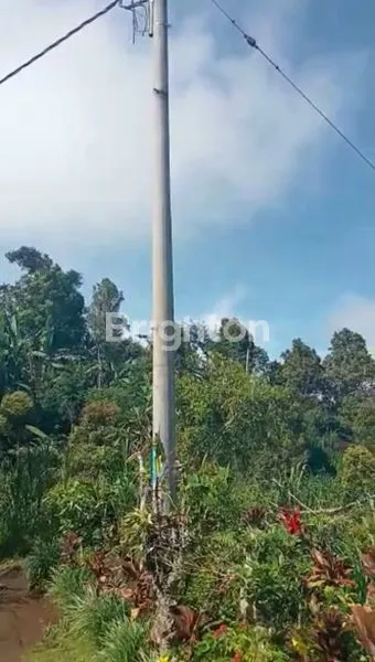 image TANAH KEBUN KOPI ARABIKA & CENGKEH DEKAT DESA MUNDUK, BULELENG (2)