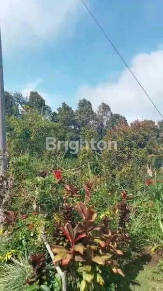 image TANAH KEBUN KOPI ARABIKA & CENGKEH DEKAT DESA MUNDUK, BULELENG (4)