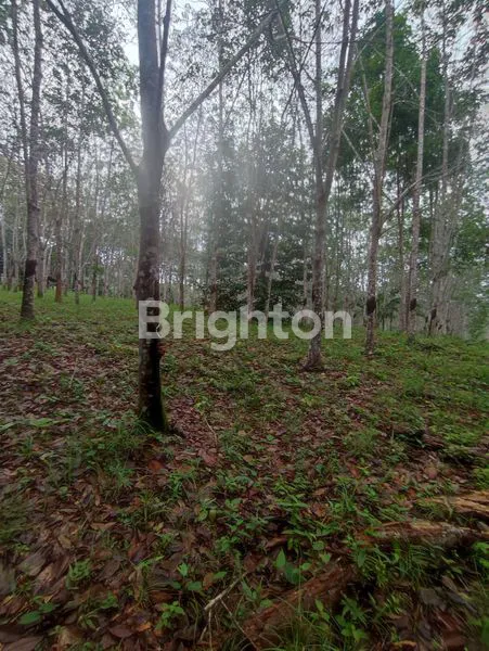 TANAH KEBUN KARET DATAR