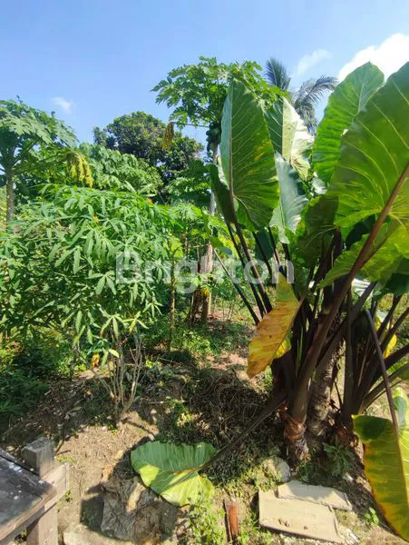 image RUMAH KALIDONI PALEMBANG (4)