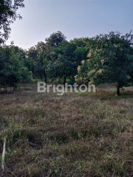 image DIJUAL DIHITUNG TANAH  LOKASI  LEUWISEENG MAJALENGKA (7)