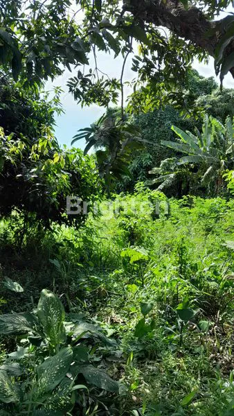 TANAH BAGUS DAN SUBUR