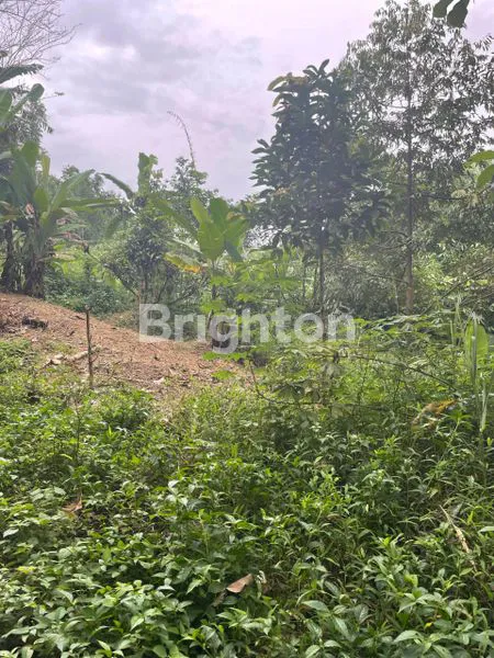 image DI JUAL TANAH KEBUN DI KEDUNG WARINGIN, STASIUN BOJONG GEDE HANYA SEKITAR 1-1,5 KM, BANYAK RUTE ANGKOT/BUS, AKSES KE JALAN TOL DEPOK-ANTASARI (2)