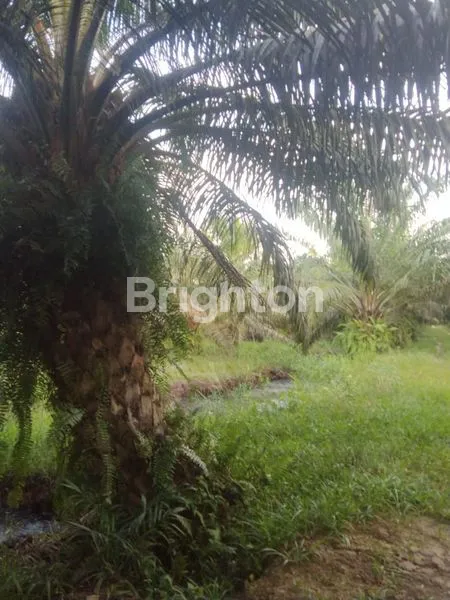 image KEBUN SAWIT OGAN ILIR (2)