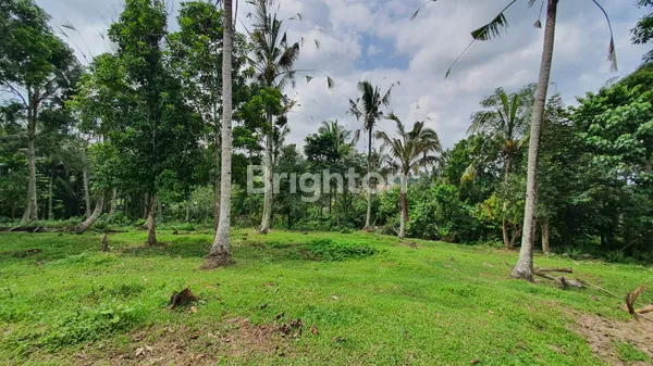 image TANAH 55 ARE UNTUK VILLA DI KEMETUG, KAWASAN WISATA ALAM GUNUNG SALAK, TABANAN (2)