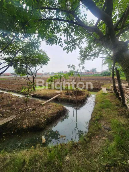 image TANAH JALAN RAYA RAJEG, COCOK UNTUK GUDANG, TERDAPAT BEBERAPA UKURAN SAMPAI DENGAN 8000 METER (4)