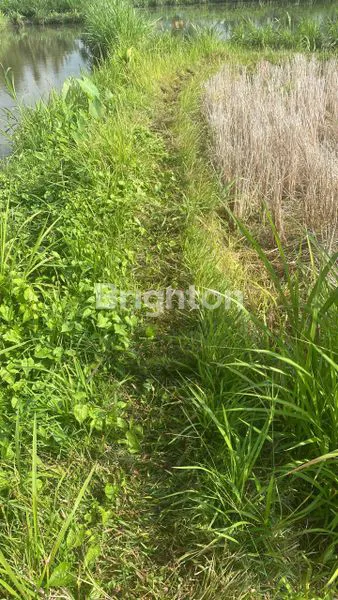 image TANAH SAWAH - BELAKANG TAMAN SAFARI DESA LEBIH GIANYAR (3)