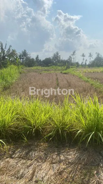 image TANAH SAWAH - BELAKANG TAMAN SAFARI DESA LEBIH GIANYAR (2)