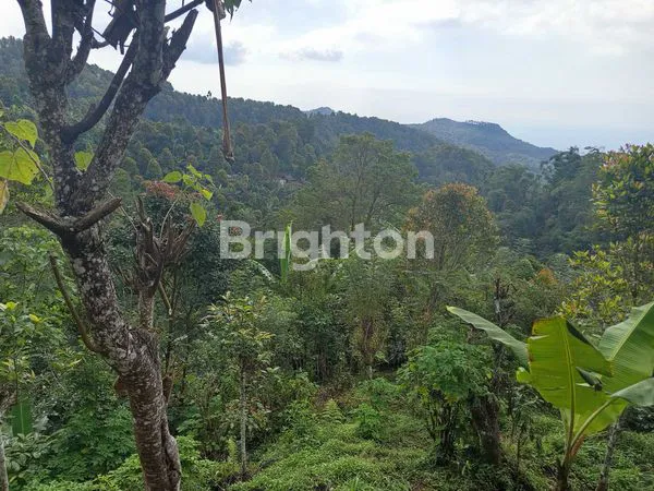 image TANAH KOPI 8.000M² DI GITGIT, VIEW BUKIT BALI (4)
