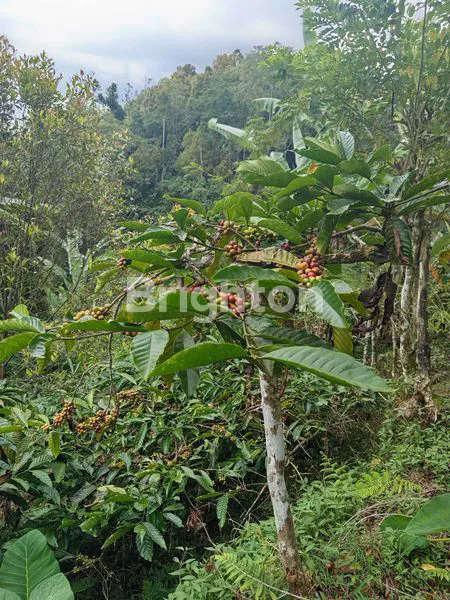 image TANAH KOPI 8.000M² DI GITGIT, VIEW BUKIT BALI (3)