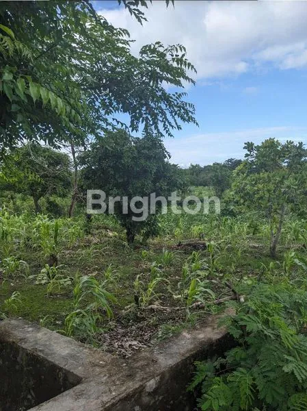 DIJUAL TANAH COCOK UNTUK BERBISNIS SUMBA BARAT DAYA