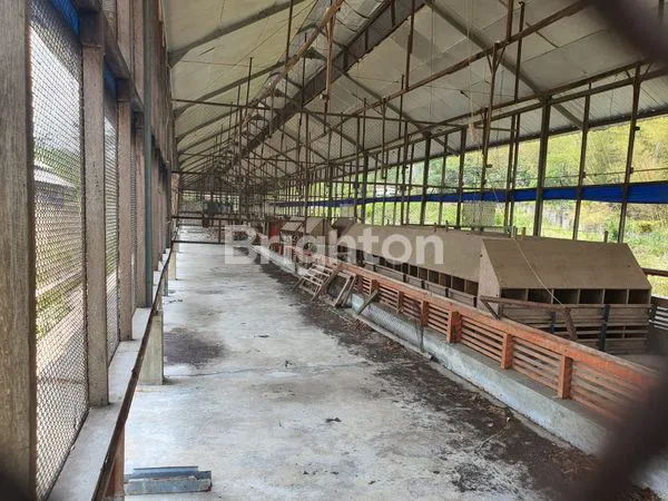 image EX KANDANG AYAM BREEDING JEDONG, WAGIR - MALANG (4)