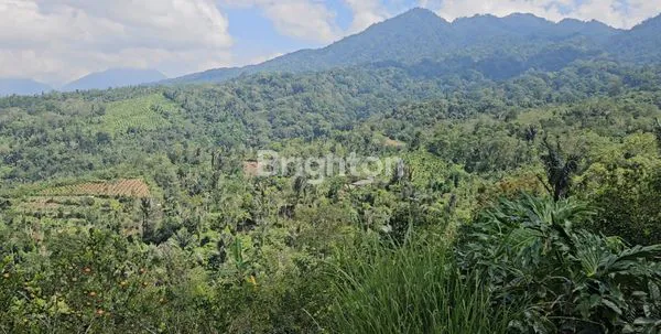 KEBUN KOPI ARABIKA 1 HA + BONUS 18 ARE DI PLAGA VIEW GUNUNG CATUR