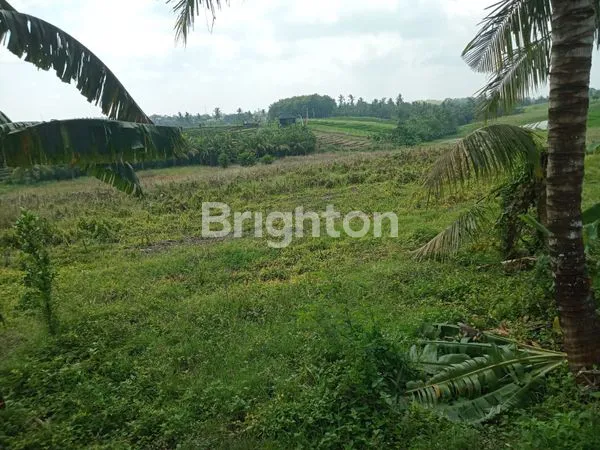 image TANAH KECAMATAN SELEMADEG TIMUR (4)