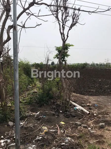 image TANAH SHM DI CERME GRESIK  (1)