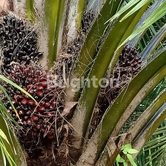 KEBUN SAWIT PRODUKTIF 350HA SHM - PANEN 700TON/BULAN DI KUBU RAYA