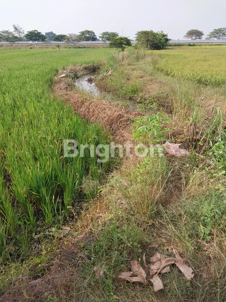 image SAWAH PRODUKTIF DAN SUBUR AIR MELIMPAH DEKAT PERUMAHAN (2)