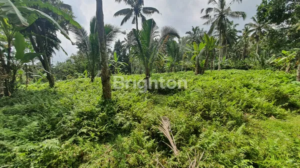 image TANAH 40 ARE UNTUK VILLA DI KEMETUG, KAWASAN WISATA ALAM GUNUNG SALAK, TABANAN (3)