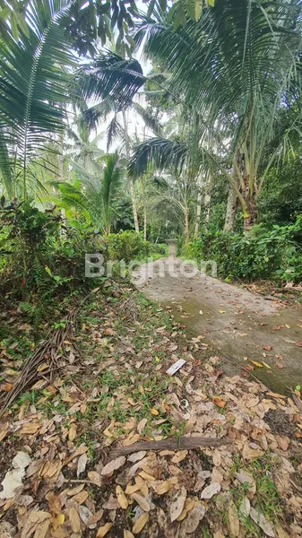 image TANAH 40 ARE UNTUK VILLA DI KEMETUG, KAWASAN WISATA ALAM GUNUNG SALAK, TABANAN (4)