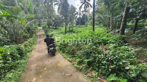 image TANAH 40 ARE UNTUK VILLA DI KEMETUG, KAWASAN WISATA ALAM GUNUNG SALAK, TABANAN (6)