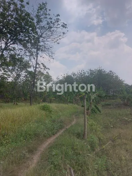 image JUAL TANAH ADA POHON JATINYA KABUPATEN SEMARANG (4)