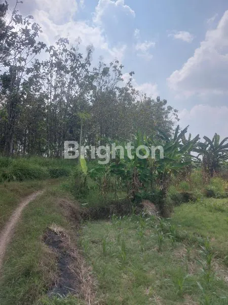 image JUAL TANAH ADA POHON JATINYA KABUPATEN SEMARANG (1)