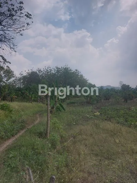 image JUAL TANAH ADA POHON JATINYA KABUPATEN SEMARANG (3)