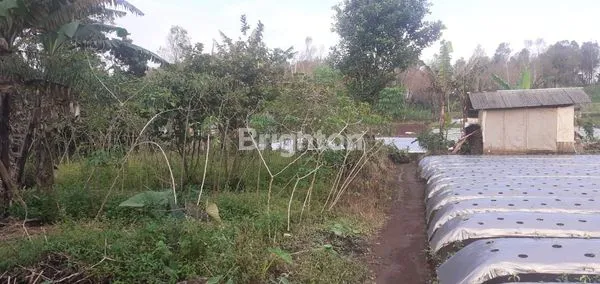INVESTASI EMAS, TANAHKEBUN 9.905M2 + RUMAH VIEW GUNUNG SLAMET, DEKAT GUCI