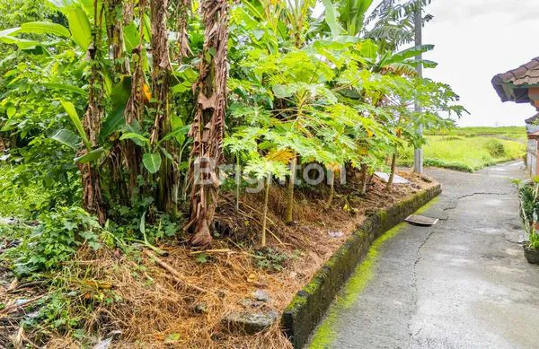 image TANAH LEASEHOLD UNTUK PENGEMBANGAN VILLA DI CEPAKA, TABANAN – 16,91 ARE (4)