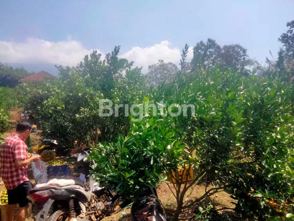 image KEBUN JERUK DIJUAL MURAH DI DEKAT KAMPUS UIN JUNREJO KOTA BATU (1)