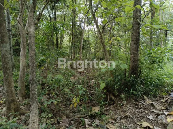 image TANAH PEKARANGAN TEPISARI POLOKARTO SUKOHARJO (3)