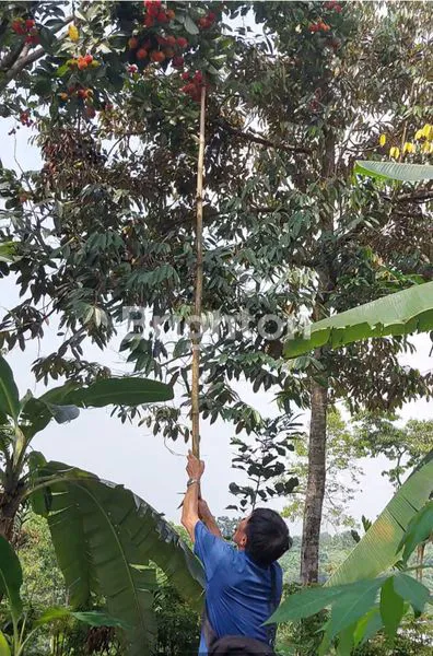 image JUAL TANAH KEBUN DEJAT SEKALI DENGAN OBJEK WISATA CIRAWAMEKAR CIPATAT  (2)