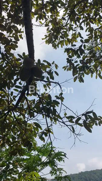 image JUAL TANAH KEBUN DEJAT SEKALI DENGAN OBJEK WISATA CIRAWAMEKAR CIPATAT  (4)